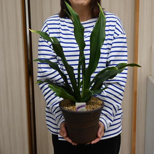 万年青　鉢 万年青 #田哲園 新登録品種 #稀豪 昭和45年に愛知県で作出され